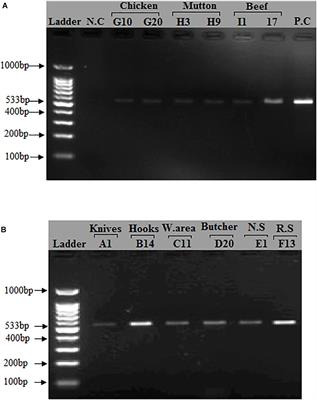 Methicillin-Resistant Staphylococcus aureus (MRSA) in Slaughter Houses and Meat Shops in Capital Territory of Pakistan During 2018–2019